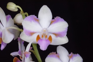 Phalaenopsis pulcherrima var. champornensis_Rainbow_AM/AOS 80 pts.